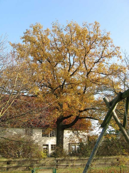 Bild 1 von Eiche auf dem Hof Altmarweg